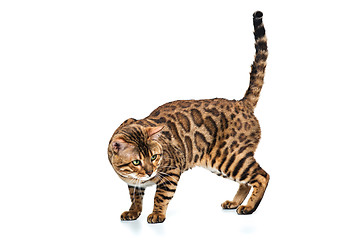 Image showing The gold Bengal Cat on white background