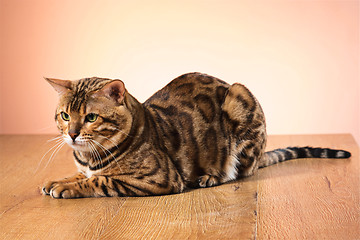 Image showing The gold Bengal Cat on brown background