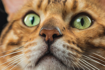 Image showing The gold Bengal Cat on black background