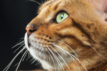 Image showing The gold Bengal Cat on black background