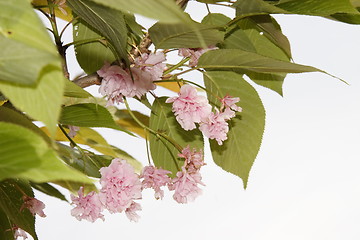 Image showing cherry blossom