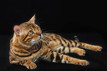 Image showing The gold Bengal Cat on black background