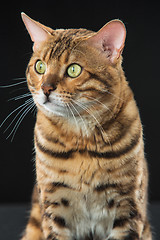 Image showing The gold Bengal Cat on black background