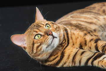 Image showing The gold Bengal Cat on black background
