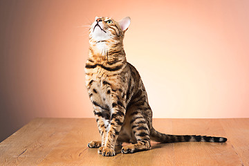 Image showing The gold Bengal Cat on brown background