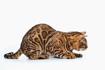 Image showing The gold Bengal Cat on white background