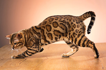 Image showing The gold Bengal Cat on brown background