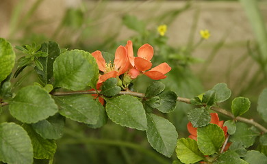 Image showing quince flowers