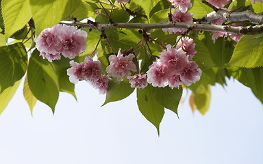 Image showing cherry blossom