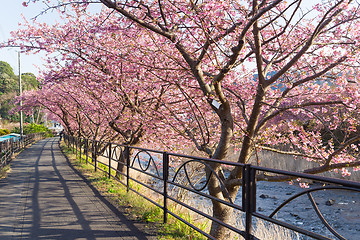 Image showing Sakura tree in kawazu
