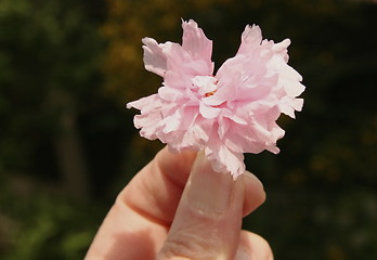 Image showing fallen cherry blossom