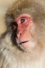 Image showing Monkey