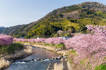 Image showing Sakura and river in kawazu city