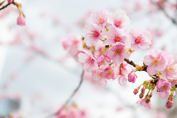 Image showing Cherry flower