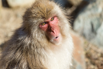 Image showing Monkey