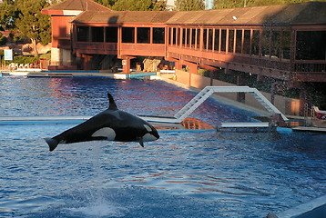 Image showing killer whale leaping