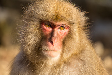 Image showing Wildness snow monkey