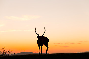 Image showing Stag deer with sunset