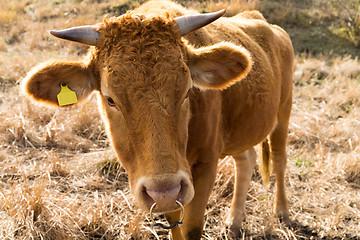 Image showing Cow farm agriculture