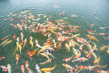 Image showing Swimming koi fish