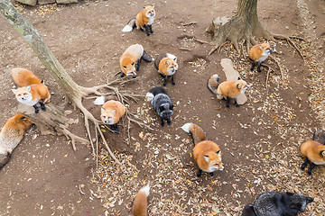 Image showing Fox waiting for food