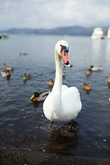 Image showing Swan with duck