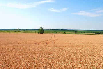 Image showing Wheat field with traces of automobile wheels