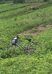 Image showing Bicycle in the field