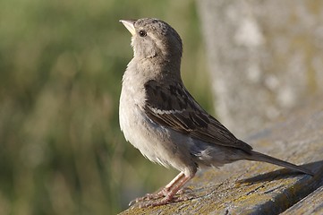 Image showing House Sparrow.