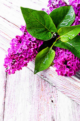 Image showing Branch with spring lilac