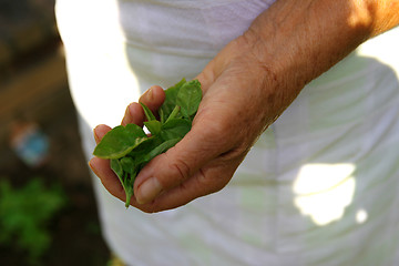 Image showing Fresh Basil