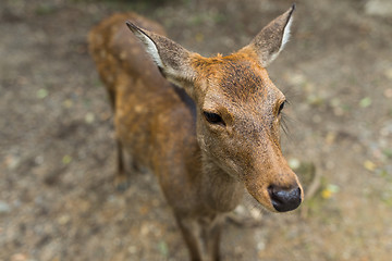 Image showing Wild deer