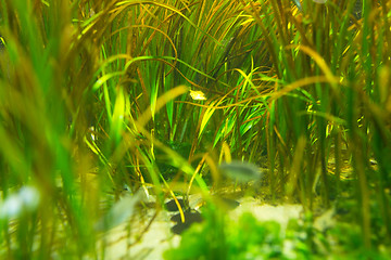 Image showing Corals in the aquarium