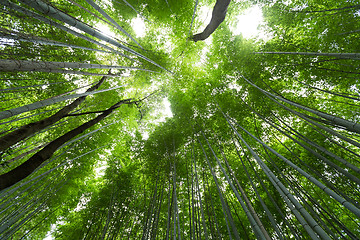 Image showing Green Bamboo Forest from low angle