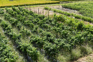 Image showing Grapevines field