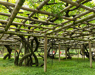 Image showing Vine shed under sunlight