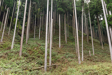 Image showing Tropical Forest