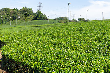 Image showing Beautiful green tea plantation
