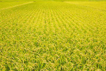 Image showing Paddy Rice