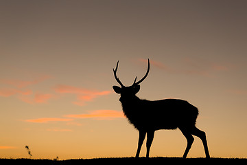 Image showing Deer silhuette with a colorful sunset