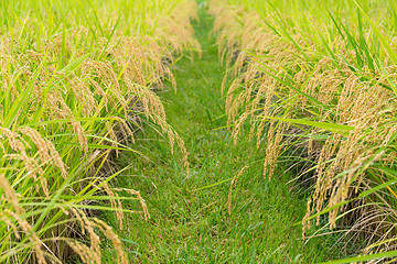 Image showing Paddy Rice field