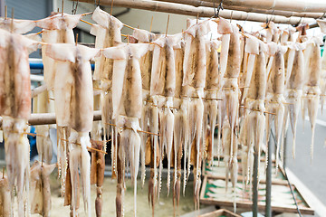 Image showing Drying squid hanging on the rack