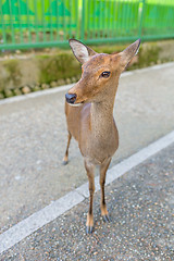 Image showing Deer fawn