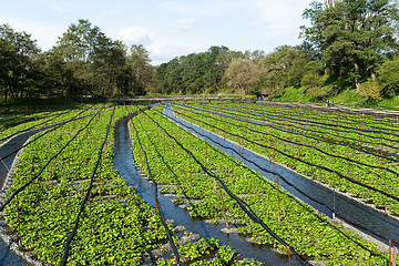 Image showing Wasabi field