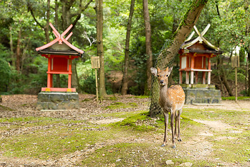 Image showing Deer in a japanese temple