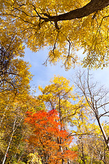 Image showing Colourful Forest