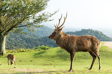 Image showing Deer on mountain