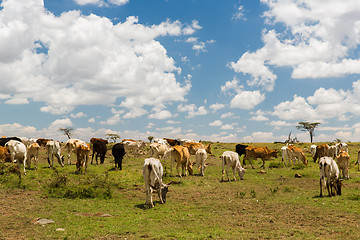 Image showing cows grazing in savannah at africa