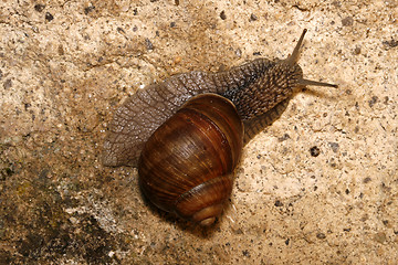 Image showing Helix pomatia