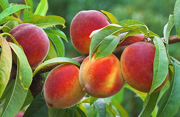 Image showing Ripe Peach Branch